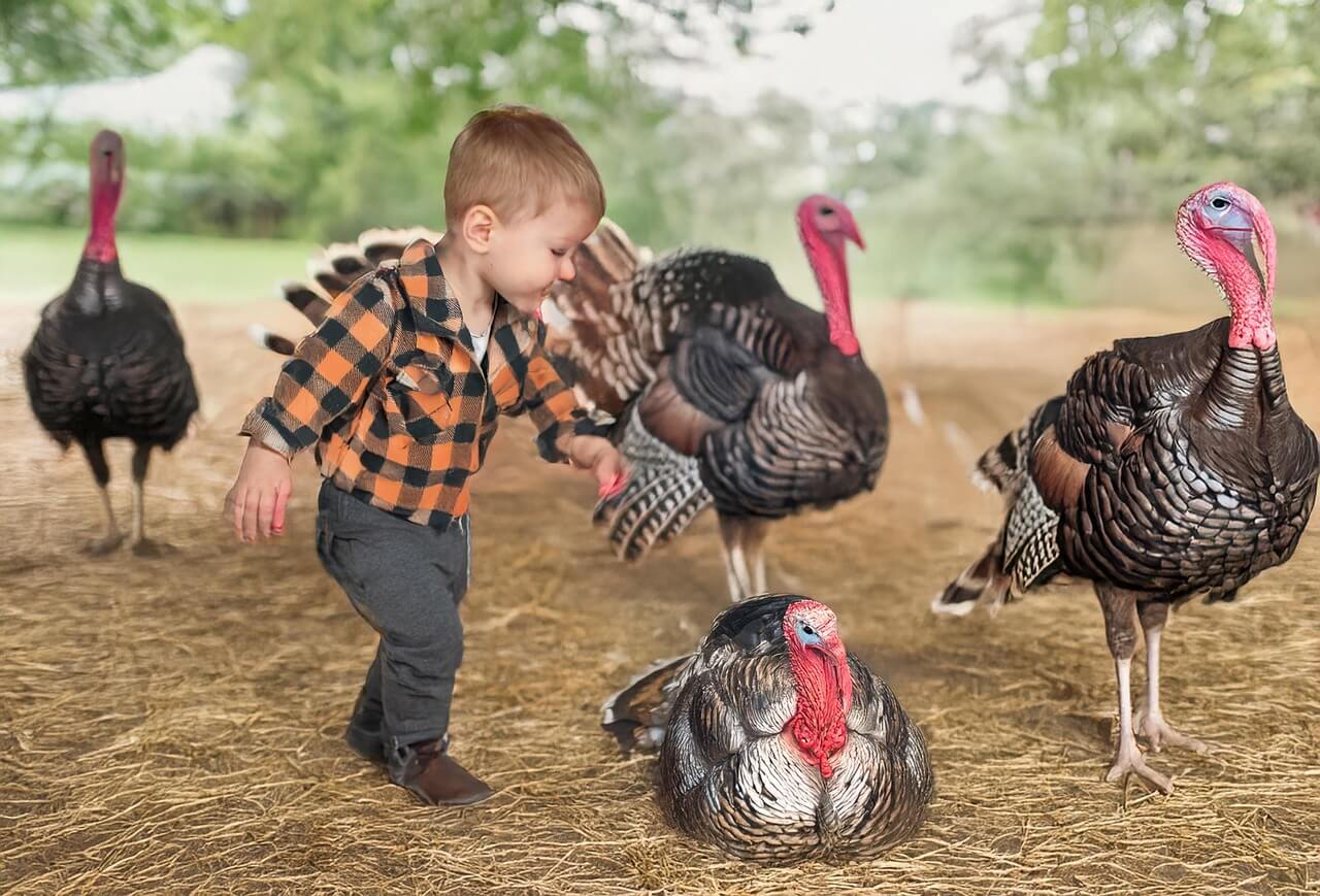 Toddler petting turkeys.